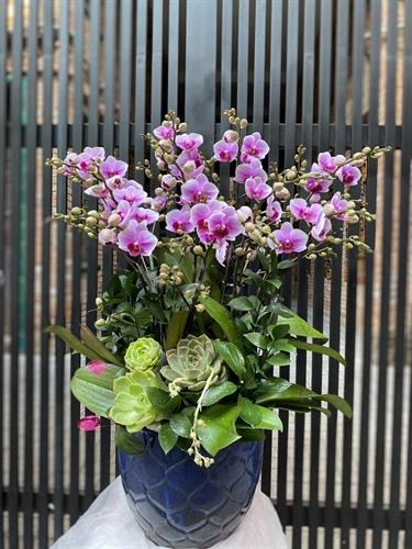 Hoa Lan Chúc Mừng 00045